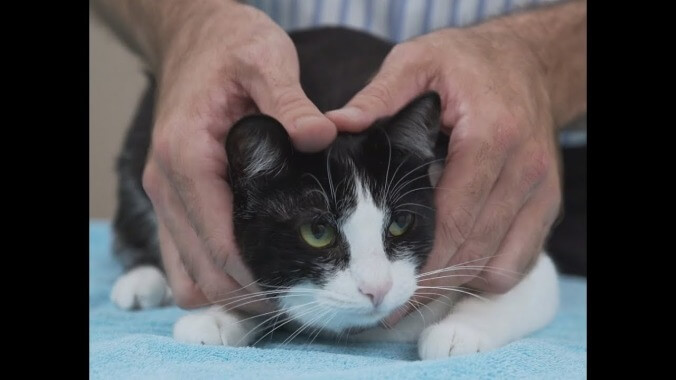 Please enjoy the world's calmest video: A 7-minute tutorial on how to pick up a cat 