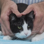 Please enjoy the world's calmest video: A 7-minute tutorial on how to pick up a cat 