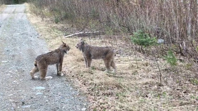 Oh good god, listen to these two lynx shrieking at each other