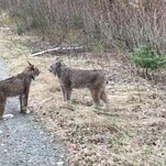 Oh good god, listen to these two lynx shrieking at each other