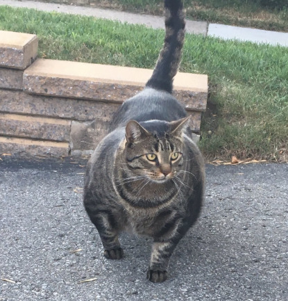 Make some room in your heart for this incredibly swole cat