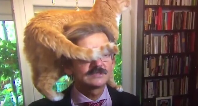 Good cat crawls around Polish historian's head during very serious TV interview