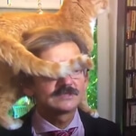 Good cat crawls around Polish historian's head during very serious TV interview