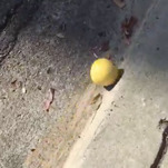 Behold the large lemon that rolled down a hill and into our hearts