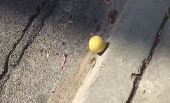 Behold the large lemon that rolled down a hill and into our hearts