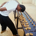 Watch the LeBron James of breaking walnuts with his head break walnuts with his head