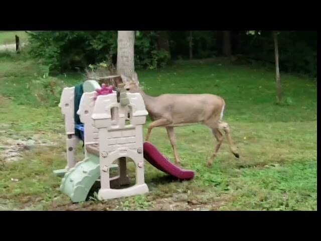 Here is a majestic video of a deer performing Phil Collins' "In The Air Tonight" drum fill