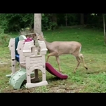 Here is a majestic video of a deer performing Phil Collins' "In The Air Tonight" drum fill