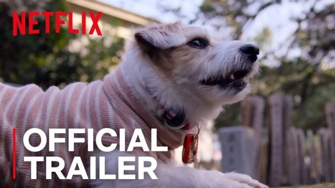 Netflix tries to start shit on National Cat Day by releasing a trailer for a Dogs docu-series