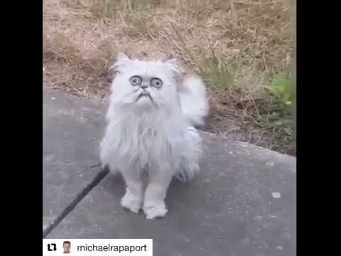 Michael Rapaport's new thing is yelling at an internet cat