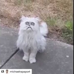 Michael Rapaport's new thing is yelling at an internet cat