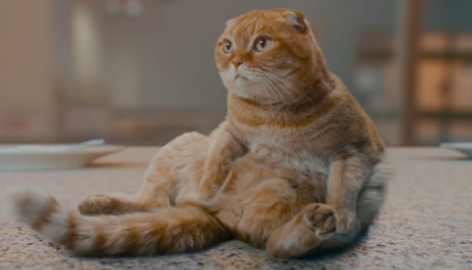 Carly Rae Jepsen gets high with Instagram cat Shrampton in "Now That I Found You" video