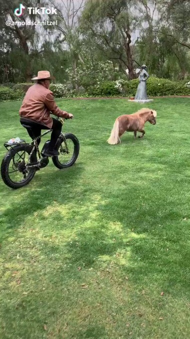 Arnold Schwarzenegger uses TikTok to share video of him chasing a mini-pony on a mountain bike