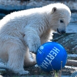 Eat shit, Gritty: German soccer club now has a sports-playing baby polar bear