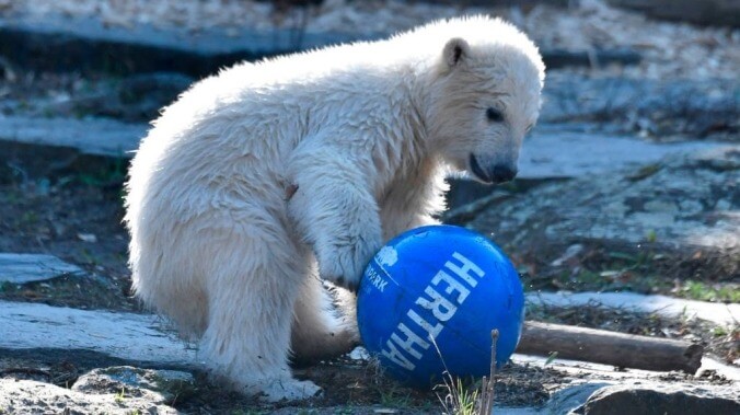 Eat shit, Gritty: German soccer club now has a sports-playing baby polar bear