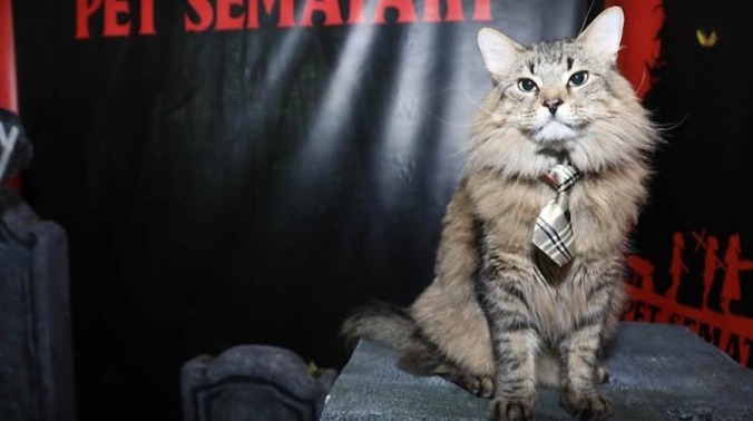 Meet Tonic, the tie-wearing star of Pet Sematary (who is also a cat)