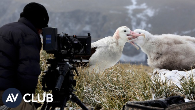 Our Planet's creators hope their wildlife doc will help people understand the urgency of climate change