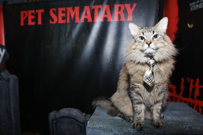 Pet Sematary's animal handlers answer our questions about casting, training—and, yes, bathing—cats