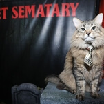 Pet Sematary's animal handlers answer our questions about casting, training—and, yes, bathing—cats