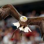 Today in on-the-nose symbolism: Bald eagles are terrorizing people with trash