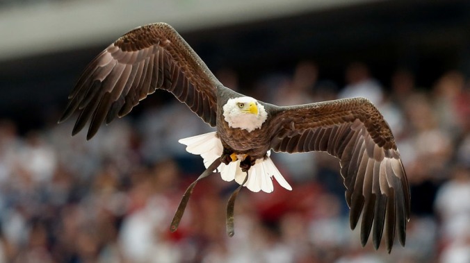 Today in on-the-nose symbolism: Bald eagles are terrorizing people with trash