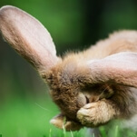 In 1726, a woman convinced doctors she had given birth to rabbits