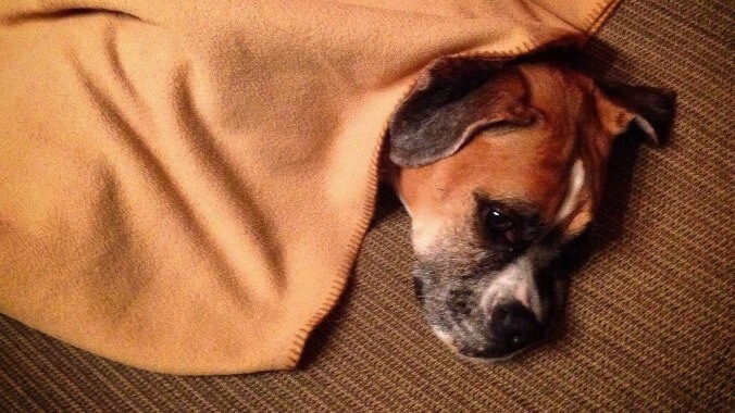 End the week meditating on the energy of these smug, blanket-destroying dogs