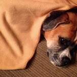 End the week meditating on the energy of these smug, blanket-destroying dogs