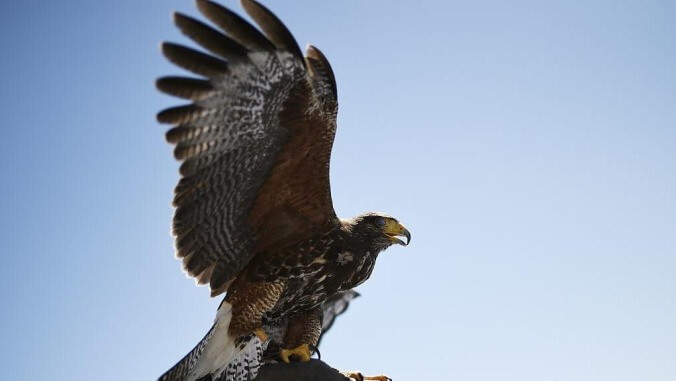 Bow before the warrior toddler who can summon bird attacks with a single scream