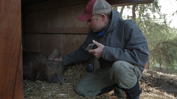 The Biggest Little Farm is a simplified, PR-friendly look at an agricultural triumph