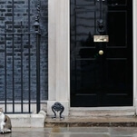 Theresa May didn't want her resignation upstaged by the real star of British politics, Larry The Cat