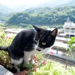 Welcome to Taiwan's Houtong Cat Village, a village with many, many cats