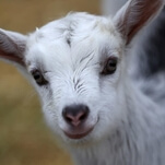 This summer's hottest event is a "Goat LARP," a LARP designed to entertain goats