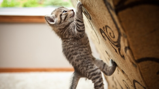 Just a strong cat doing some pull-ups, putting the rest of us to shame