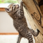 Just a strong cat doing some pull-ups, putting the rest of us to shame