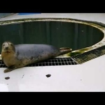 This dang seal is singing the Star Wars theme