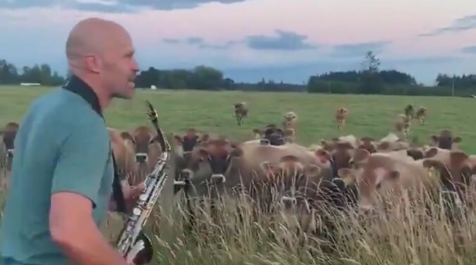 Bless this man who plays his saxophone for cows