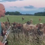 Bless this man who plays his saxophone for cows