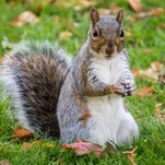 Claire and her new dead squirrel are going to have to ask you to calm the hell down