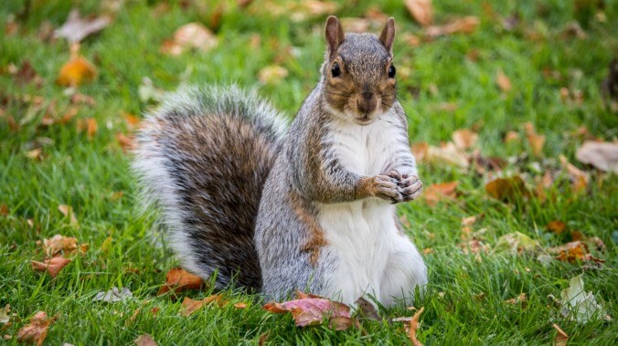 Claire and her new dead squirrel are going to have to ask you to calm the hell down