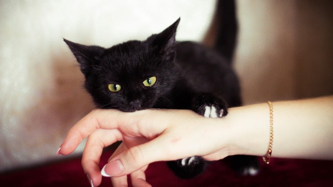 Watch this kitten try to ferociously attack its owner