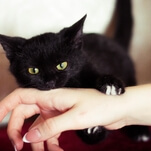 Watch this kitten try to ferociously attack its owner