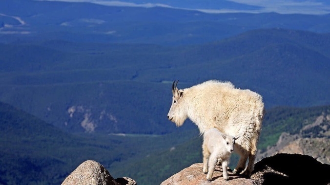 Your attention, please: The goats have taken flight