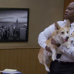 R.I.P. Stewart, Brooklyn Nine-Nine's Cheddar