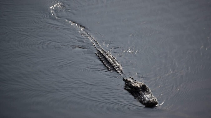 We're pleased to introduce Chicago's very own alligator, "Chance The Snapper"