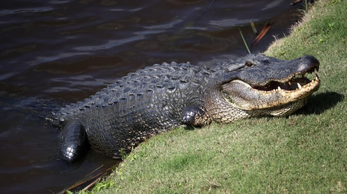 "Meth-gators" don't exist, it was just some Tennessee cops being irresponsible weiners