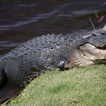 "Meth-gators" don't exist, it was just some Tennessee cops being irresponsible weiners