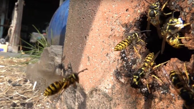 Look at these dumb, clumsy wasps