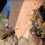 Look at these dumb, clumsy wasps