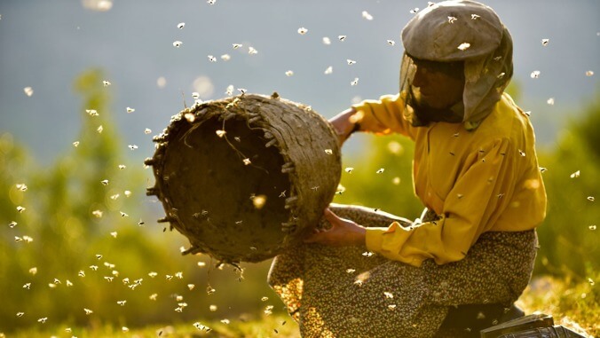 Honeyland couches an apocalyptic warning in a beekeeping documentary